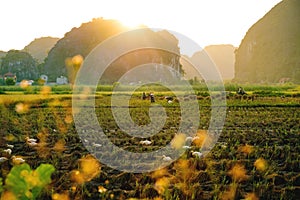 Farmers harvesting the rice during sunset along karst mountains in Ninh Binh, Vietnam