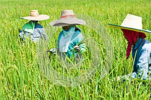Farmers harvesting rice in Thailand