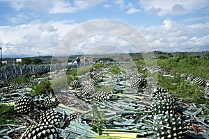 The farmers have already finished cutting or jimar many agave plants. photo