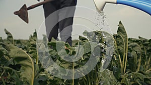 Farmers hoe spud the crop in a green crop field. agribusiness agriculture farming concept. watered with a watering can