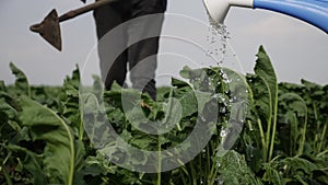 farmers hoe spud the crop in a green crop field. agribusiness agriculture farming concept. watered with a watering can