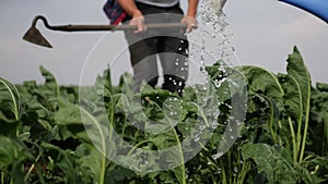 farmers hoe spud the crop in a green crop field. agribusiness agriculture farming concept. watered with a watering can