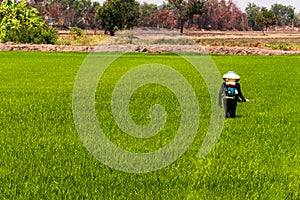 Farmers are injecting pesticides protect plants at rice fields