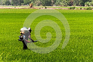 Farmers are injecting pesticides protect plants at rice fields