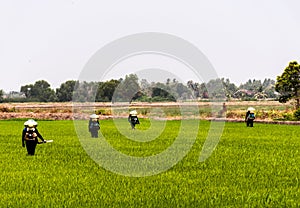 Farmers are injecting pesticides protect plants at rice fields