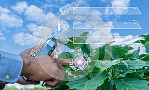 Farmers are inspecting eggplant flowers in the garden. to see completeness through modern technology systems Agricultural science