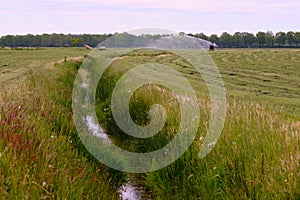 Farmers irrigate fields because of the drought, crops waiting for the rain to come. Drenth, the Netherlands.