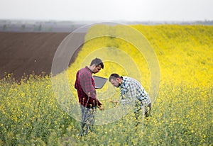 Farmers with laptop in rapessed field