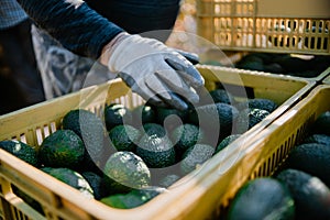 Farmers loading the truck with full hass avocadoÂ´s boxes