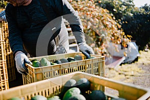 Farmers loading the truck with full hass avocadoÂ´s boxes