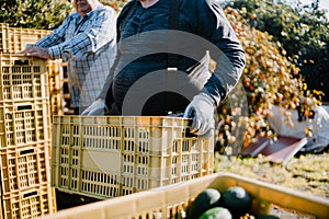 Farmers loading the truck with full hass avocadoÂ´s boxes