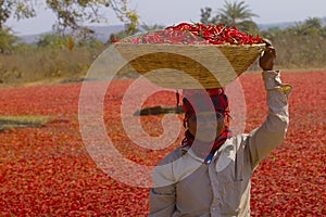 Farmers at local chili market, Umred, Maharashtra