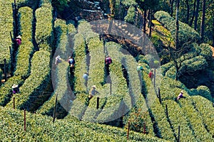 Farmers in Longjing