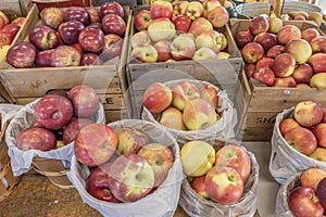 Farmers Market Display of Newly Harvested Autumn Orchard Apples For Sale