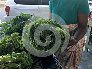 Farmers Market Farmer Holding Large Iceberg Lettuce