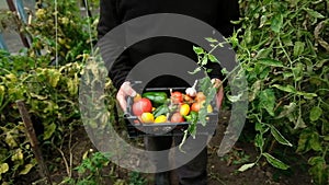 Farmers Market: Farmer`s hands holding a vegetable Harvest agricultural industry concept. Organic farm