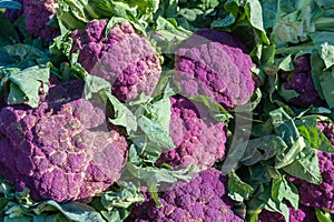 Farmers Market fruits and vegetables