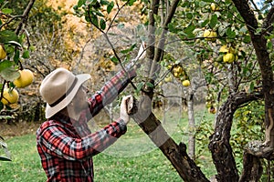 Farmers market, healthy food: farmer man gathers organic homegr