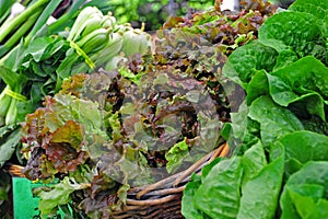 Farmers Market Lettuce