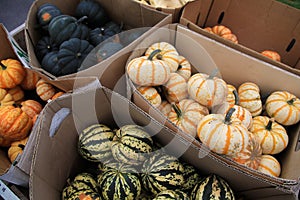 Farmers Market Pumpkins