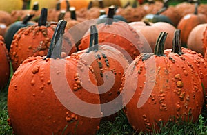 Farmers Market Pumpkins