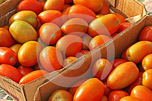 Farmers Market Tomatoes