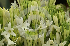 Farmers market tuberose flowers