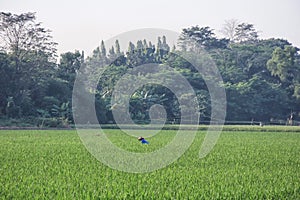 Farmers in the middle of green and beautiful rice fields can be used for tourism, agriculture and nature promotion