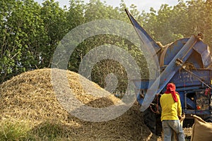 The farmers are milling rice in the middle of the field