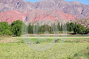 Farmers and mountain landscape near Uquia in Jujuy Province, Argentina