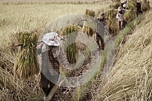 Farmers moving harvested rice