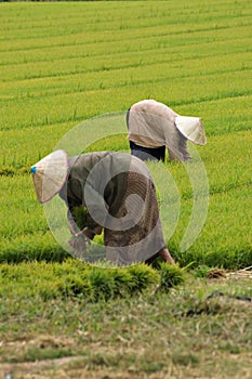 Farmers near Vientiane, Laos