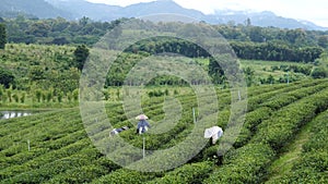 Farmers picking tea leaves
