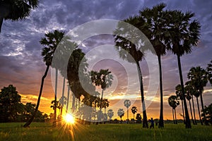 Farmers are picking up palm in fields. Landscape of Sugar palm trees and Rice field with sunset