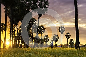 Farmers are picking up palm in fields. Landscape of Sugar palm trees and Rice field with sunset