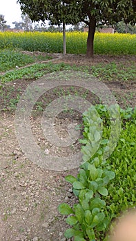 Farmers picture sunil Kumar chauhan in