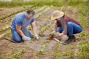 Farmers planting plants together on an organic and sustainable farm or garden outdoors. Couple sow vegetable crops or