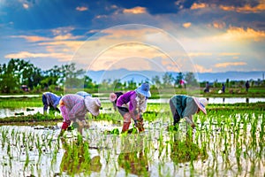 Farmers are planting rice in the farm.