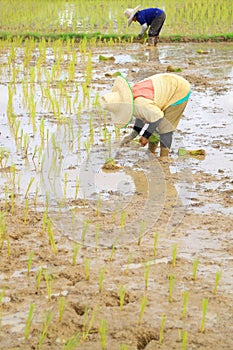 Farmers planting rice