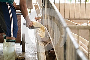 Farmers are pouring bran to pigs in an organic pig farm. Rural livestock, farmers