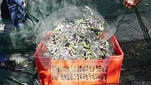 Farmers pouring olives from harvesting net to plastic box. Olive oil production, harvest in autumn. Taggiasca cultivar, Liguria, I