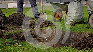 Farmers prepare dug hole before planting tree, fill fertile land with chernozem and sand in pit before planting