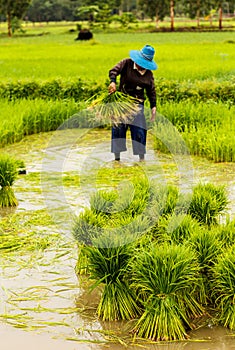 Farmers preparing rice seedlings