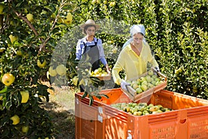 Farmers putting bruised apples in crate
