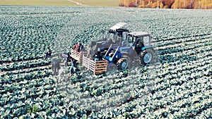 Farmers are putting cabbage into harvesting combines