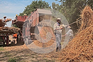Farmers re-enacting the old farm works with an ancient threshing machine loaded with ears of corn during the country fair Wheat