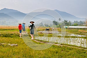 Farmers on rice field in Laos