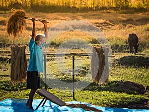 Farmers rice grain threshing during harvest time.