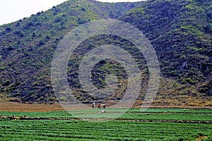 Farmers on Road to Simatai  27773