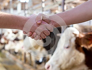 Farmers shaking hands in front of cattles in barn